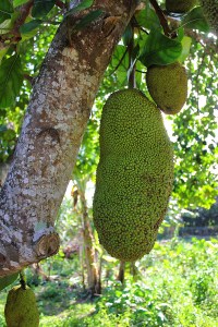 Three Sisters Farm Homestead, FL