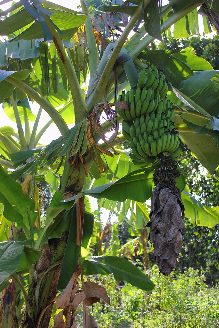 Three Sisters Farm Homestead, FL