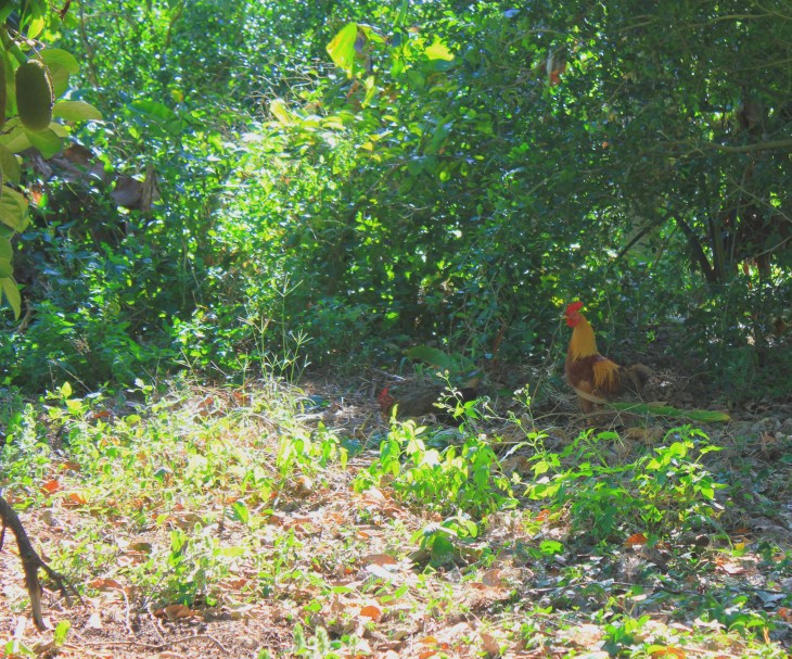 Three Sisters Farm Homestead, FL